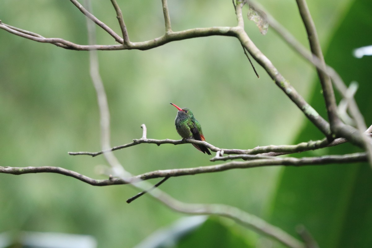 Rufous-tailed Hummingbird - Melanie LaCava