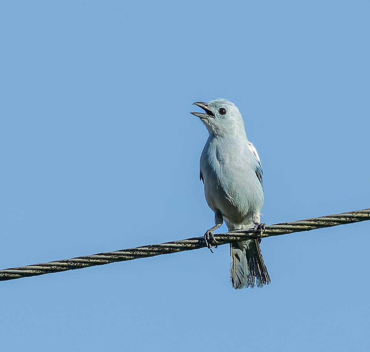 Blue-gray Tanager - ML489476641