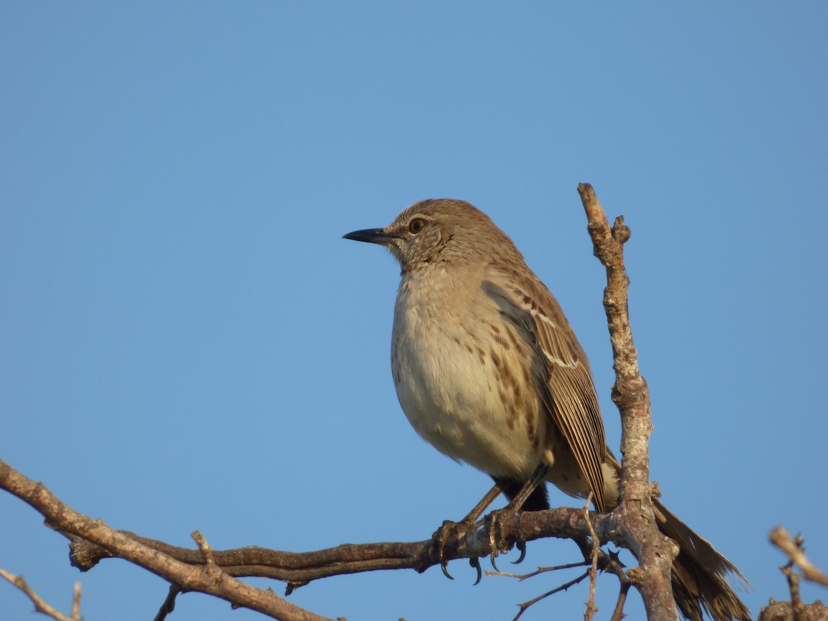 Bahama Mockingbird - Tarra Lindo