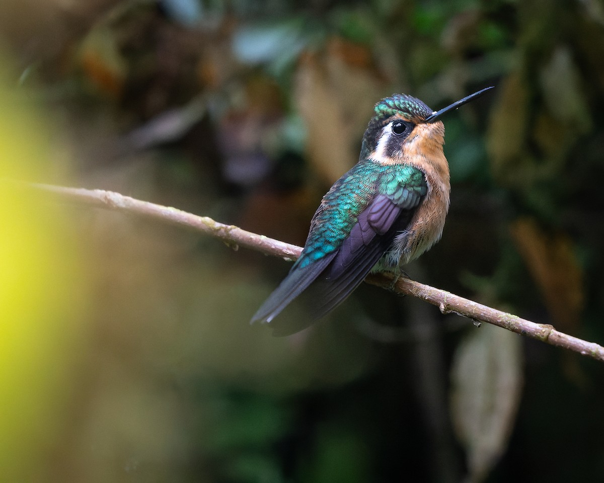 kolibřík fialovohrdlý - ML489478291