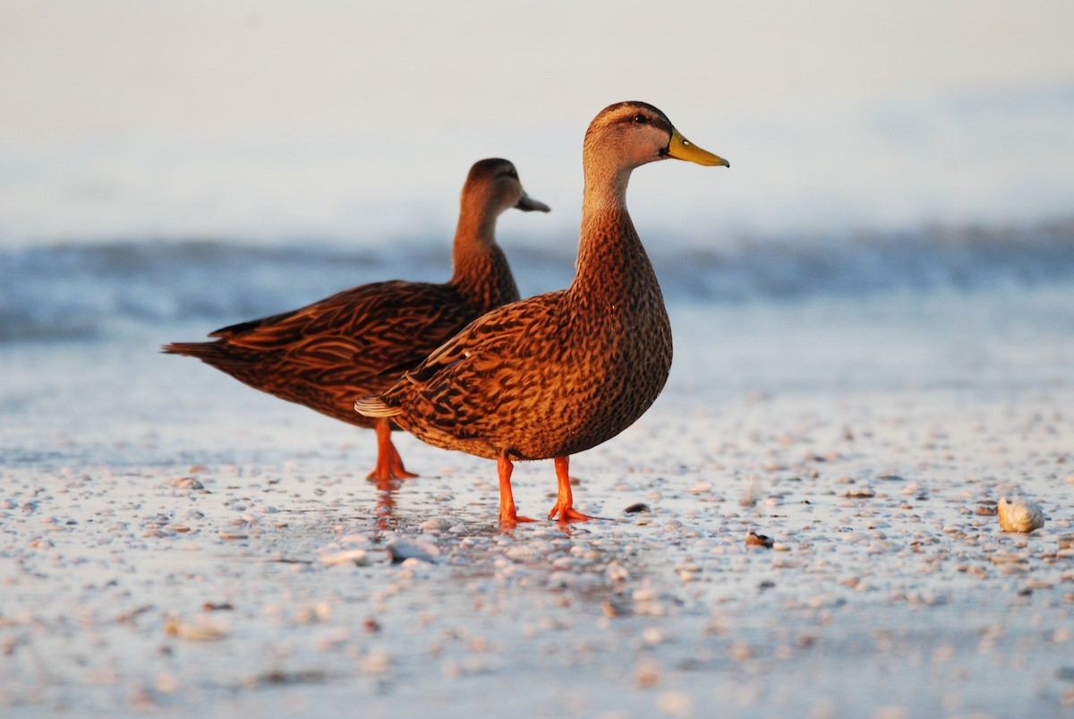Mottled Duck (Florida) - Andrew Simon