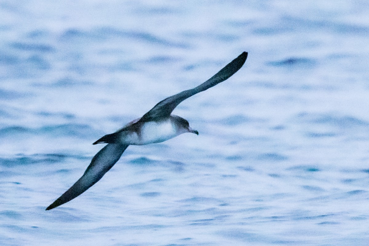 Pink-footed Shearwater - ML489479401