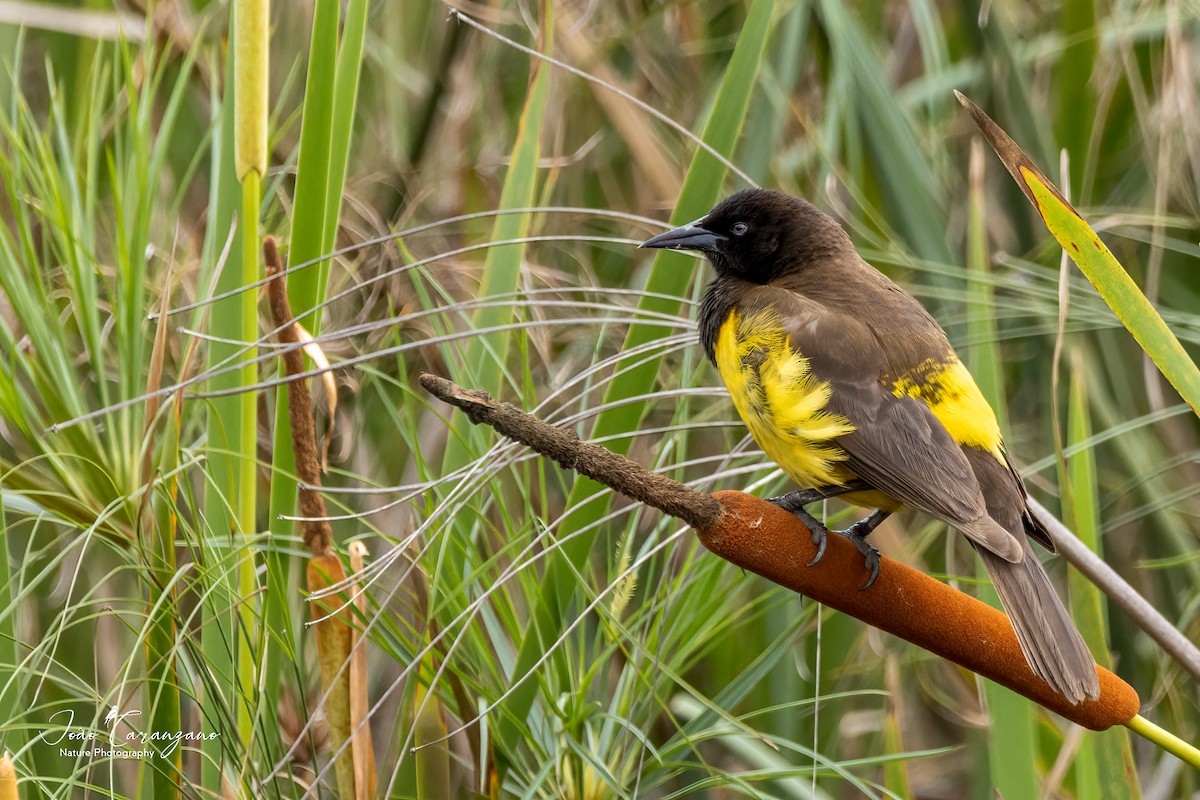 Yellow-rumped Marshbird - João Octávio Caranzano Moraes