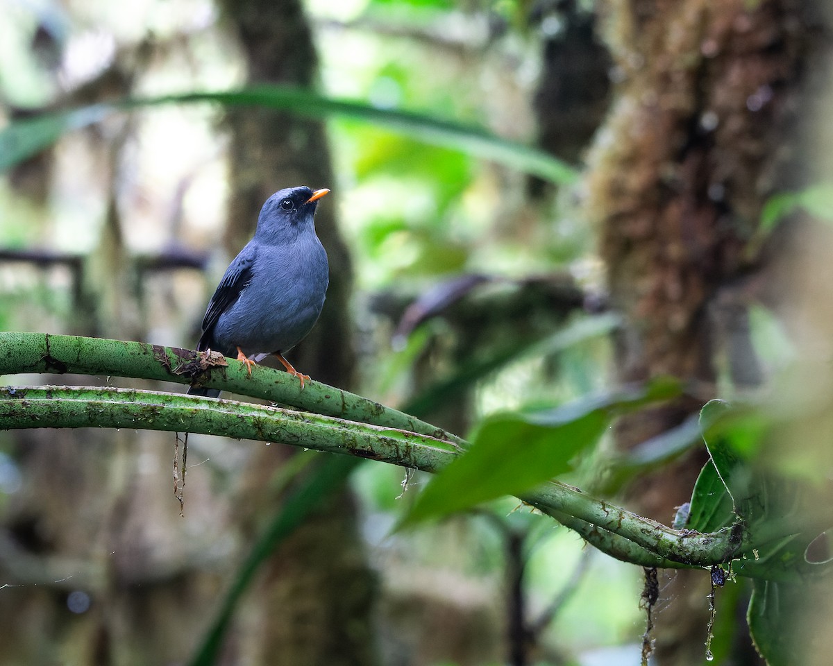 Black-faced Solitaire - ML489480431