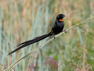  - Red-collared Widowbird