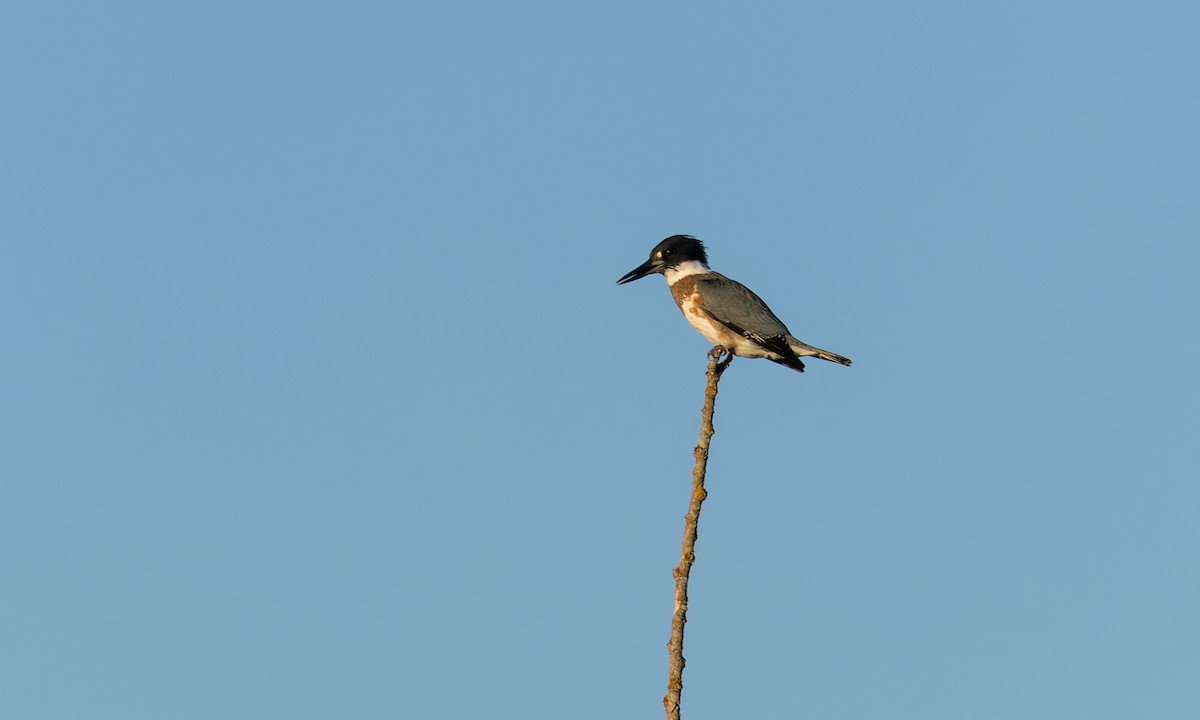 Belted Kingfisher - ML489485371