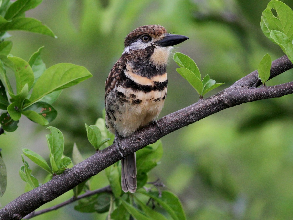 Two-banded Puffbird - Hypnelus bicinctus - Birds of the World