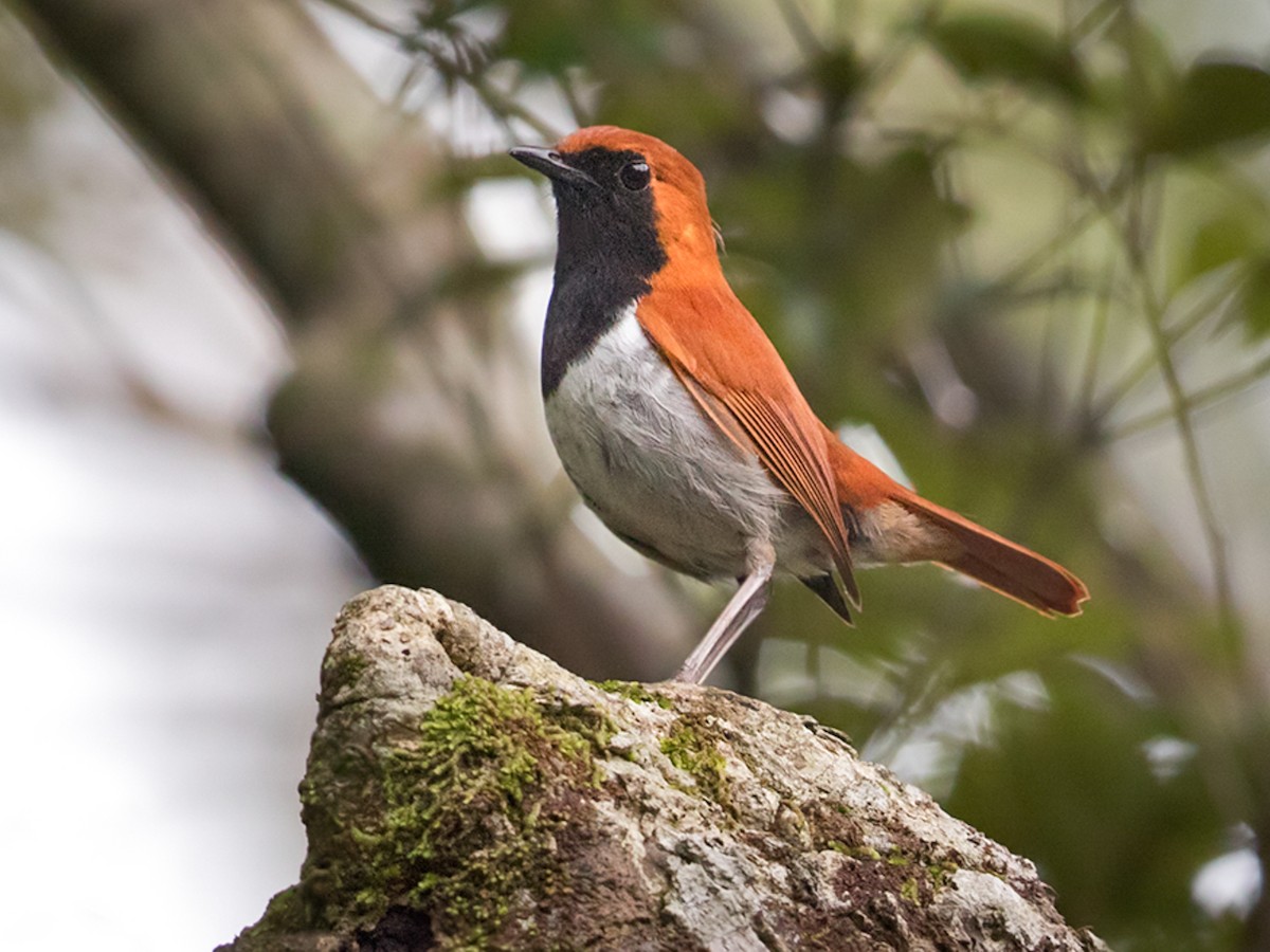 Okinawa Robin - Larvivora namiyei - Birds of the World