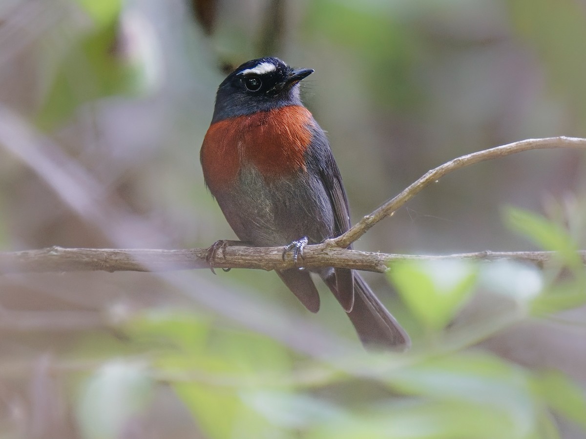 Maroon-belted Chat-Tyrant - Ochthoeca thoracica - Birds of the World