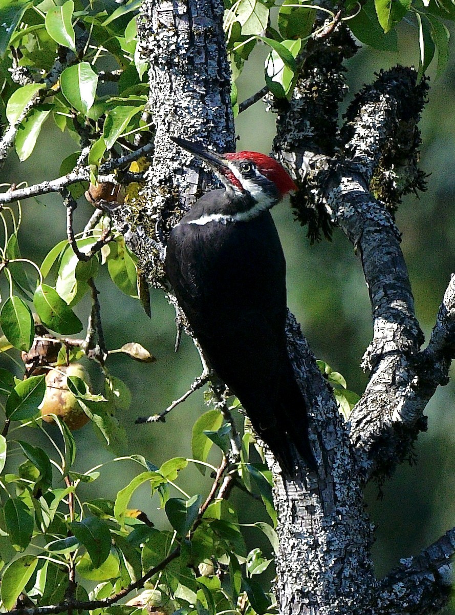 Pileated Woodpecker - ML489502191