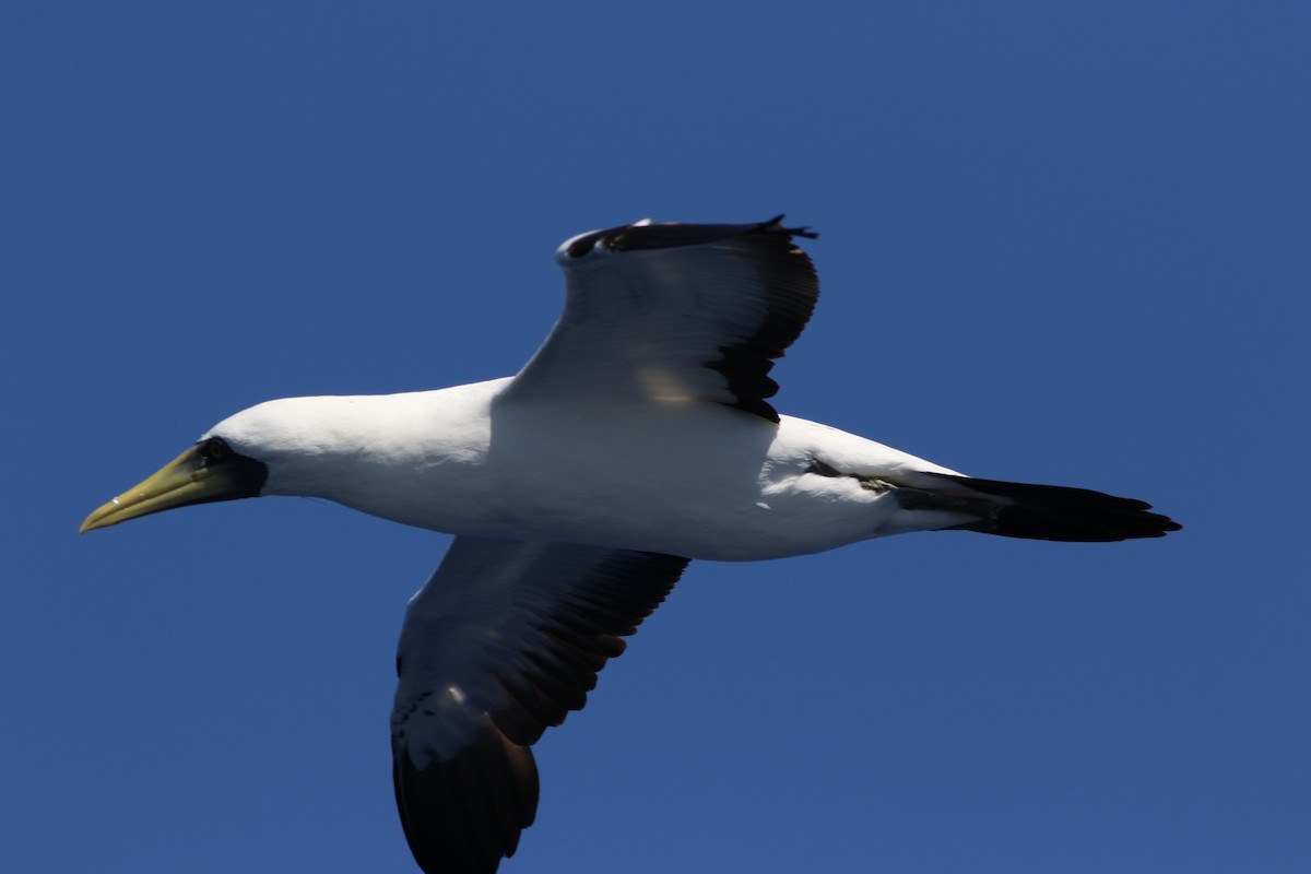 Masked Booby - ML489504471