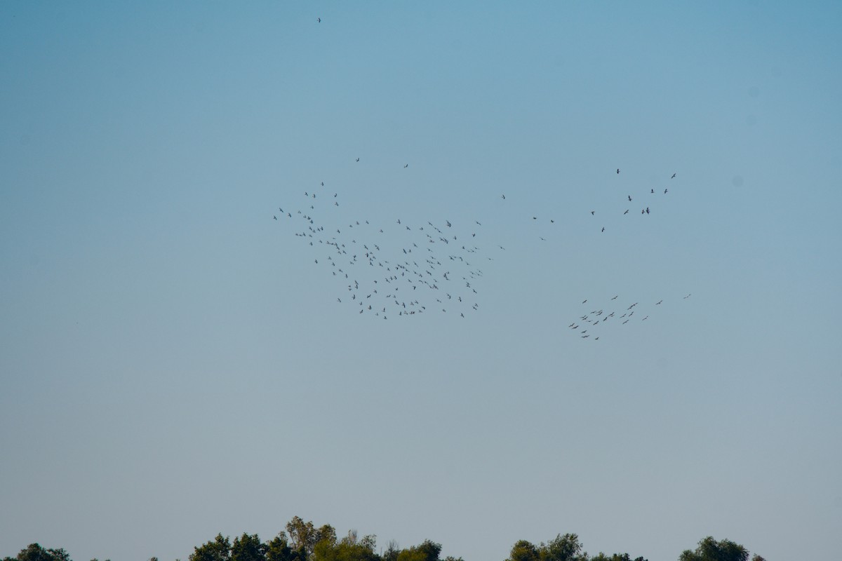 eBird Checklist 1 Oct 2022 Kentucky LakeBeaver Dam Creek 39 species