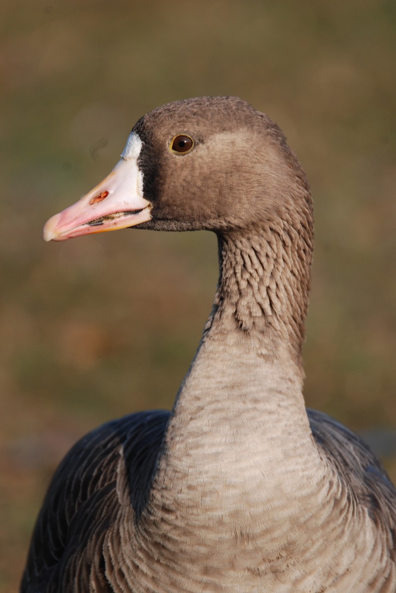 Greater White-fronted Goose - ML48950551