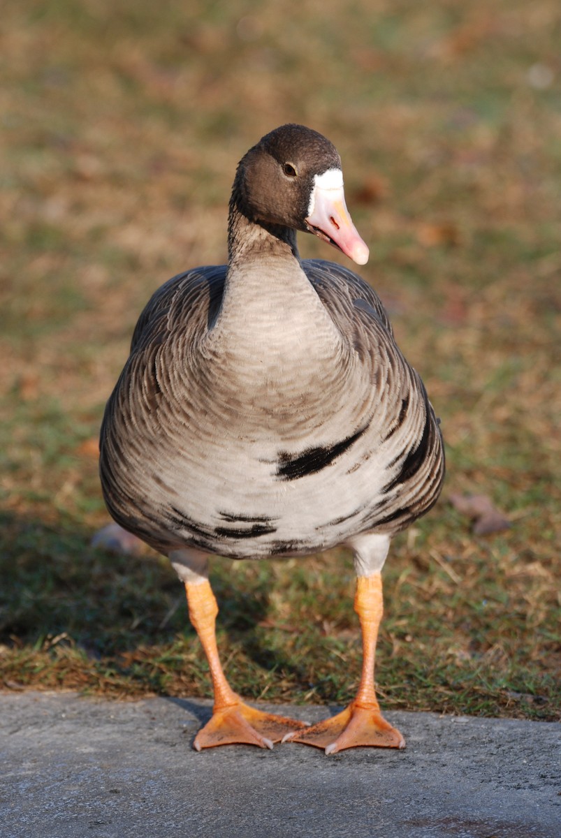 Greater White-fronted Goose - ML48950561