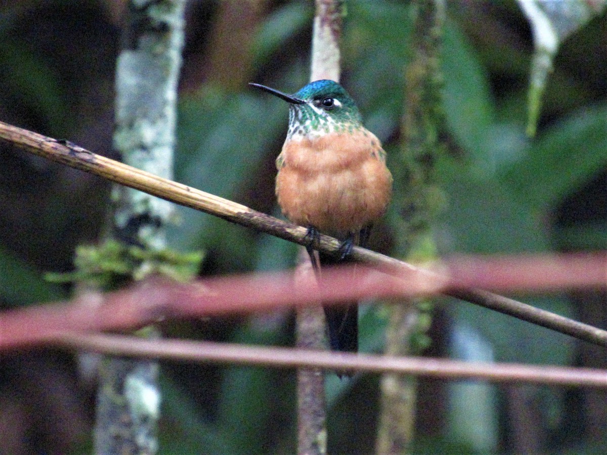 Long-tailed Sylph - ML489506391