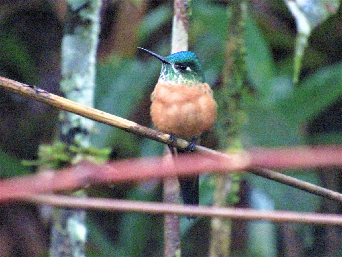 Long-tailed Sylph - ML489506801