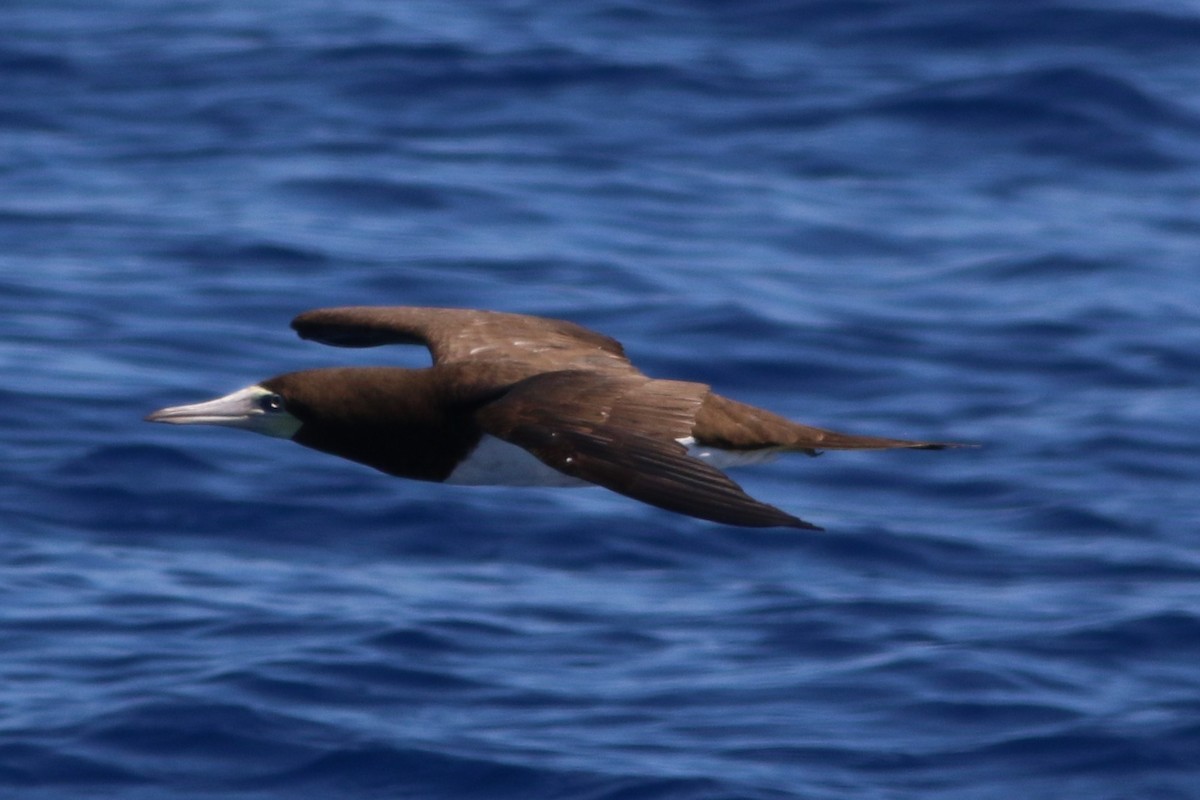 Brown Booby - ML489509481