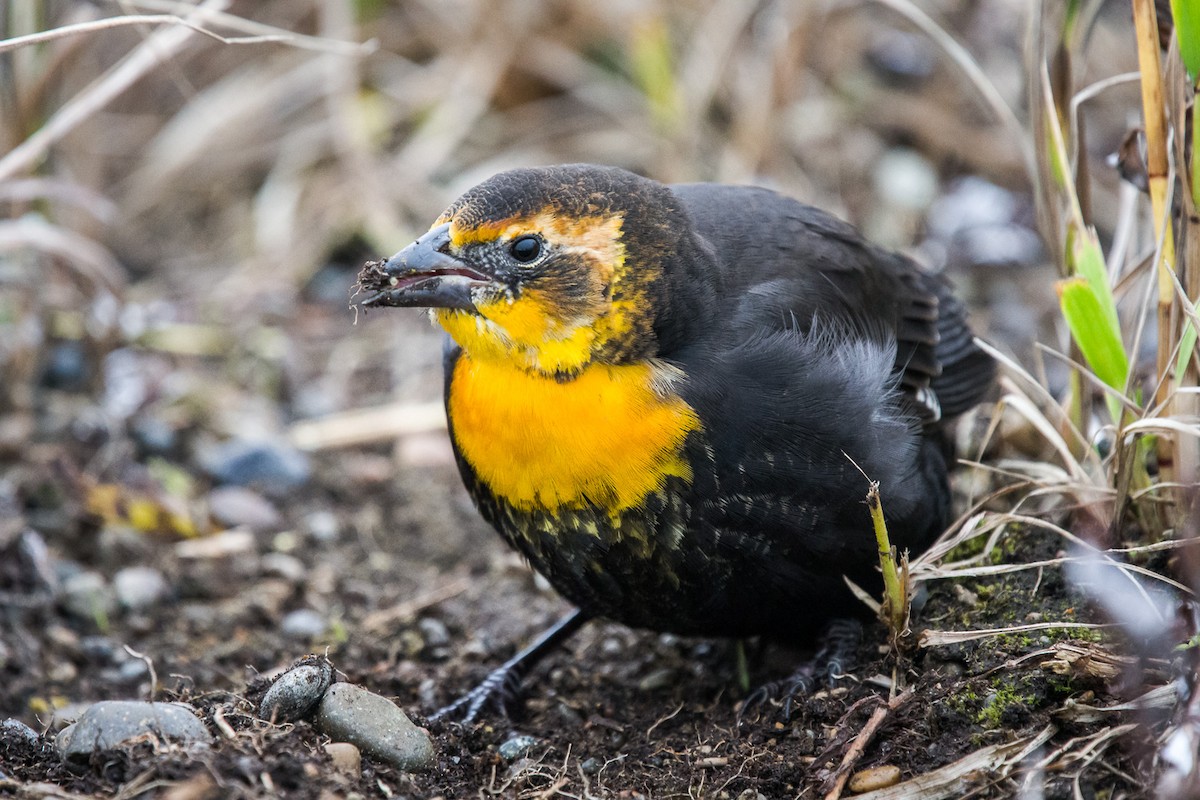 Yellow-headed Blackbird - Rodney Ungwiluk Jr