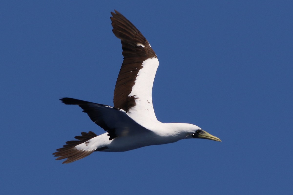 Masked Booby - ML489509851