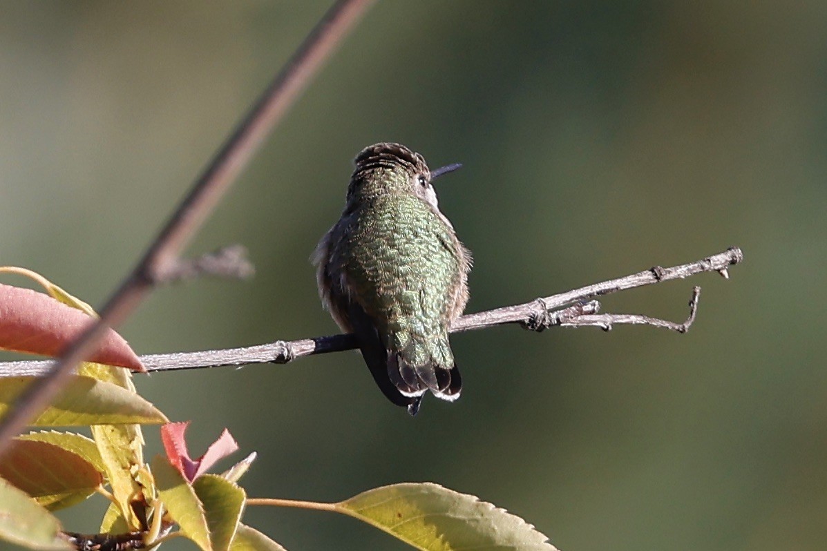 Calliope Hummingbird - ML489512551