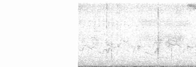 Белобрюхая нектарница - ML489514071
