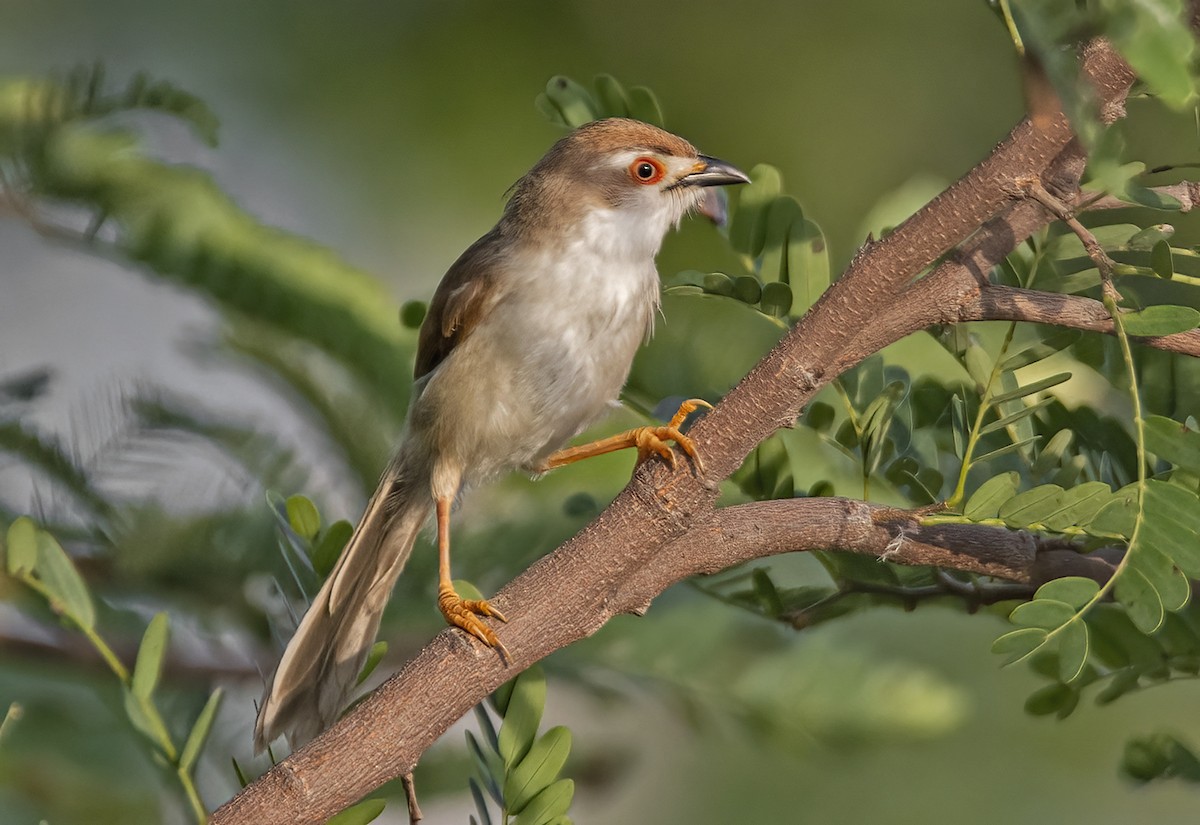 Yellow-eyed Babbler - Tushar Bhagwat