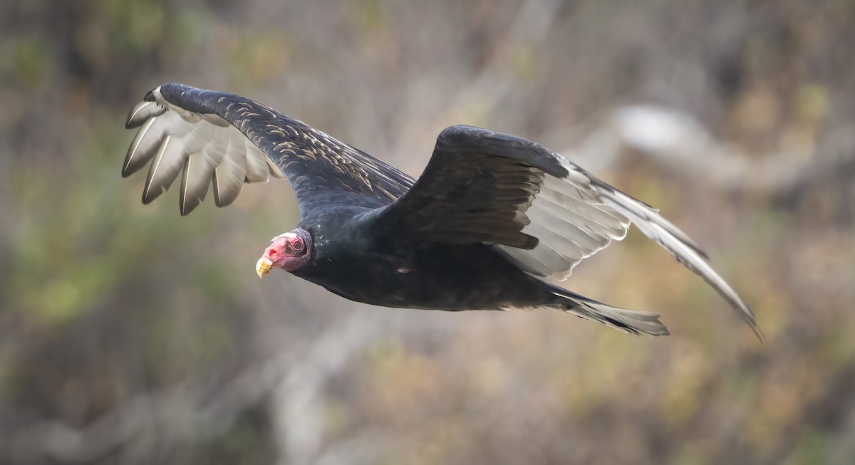 Turkey Vulture - ML489524281