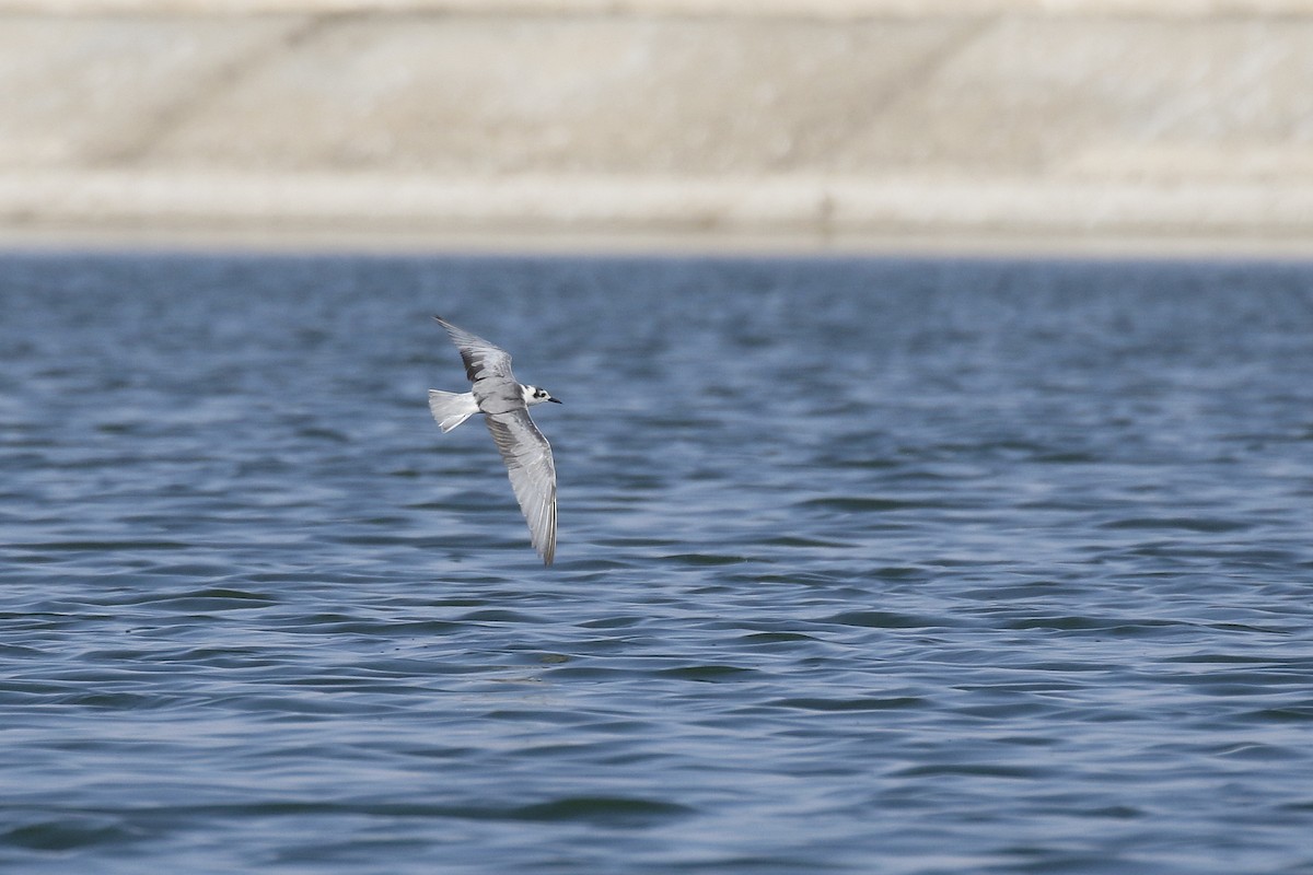 White-winged Tern - ML489524931