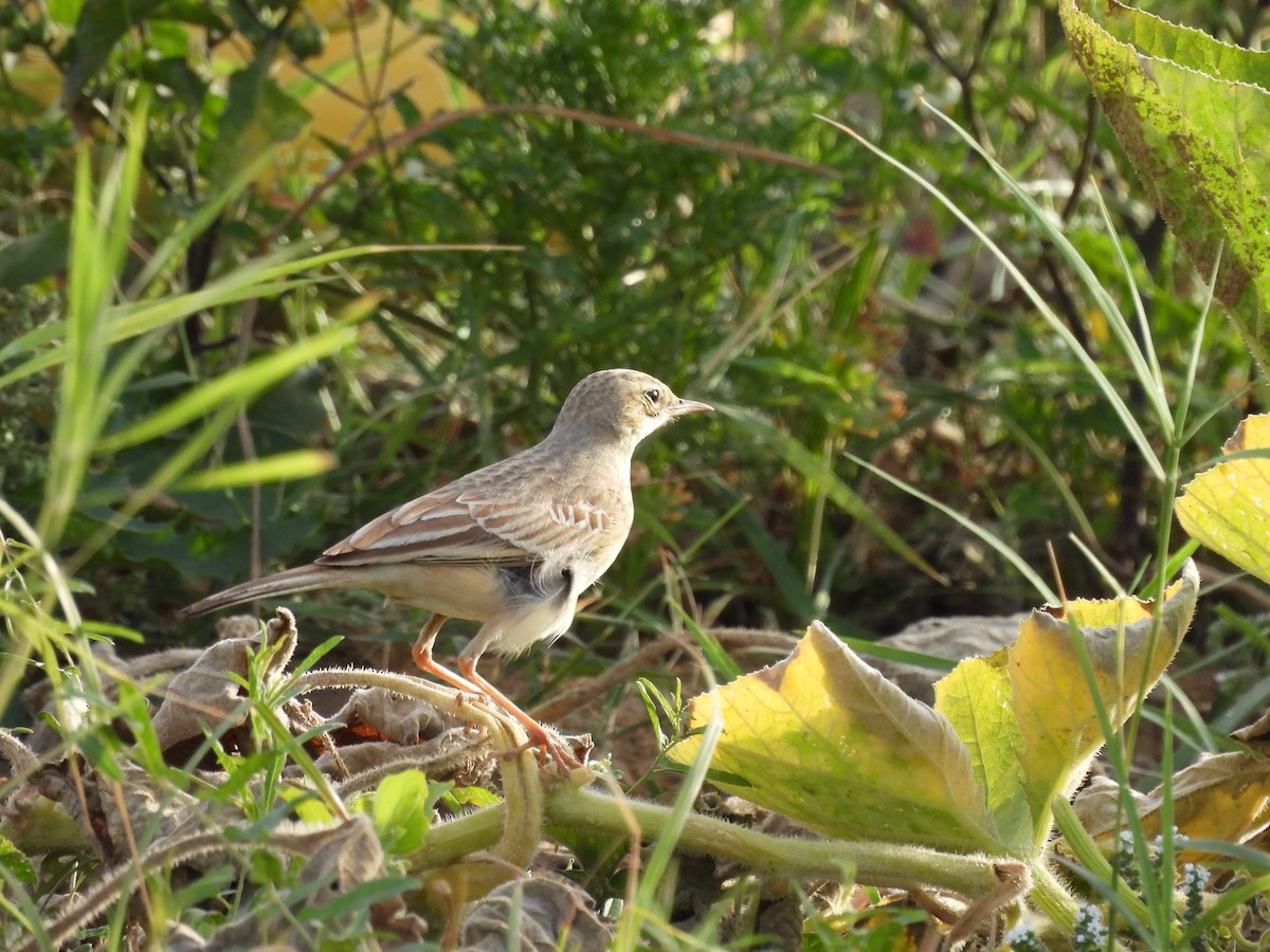 Tawny Pipit - Michelle Bélanger