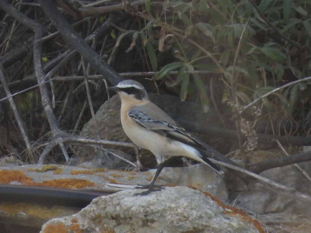 Northern Wheatear - Michelle Bélanger