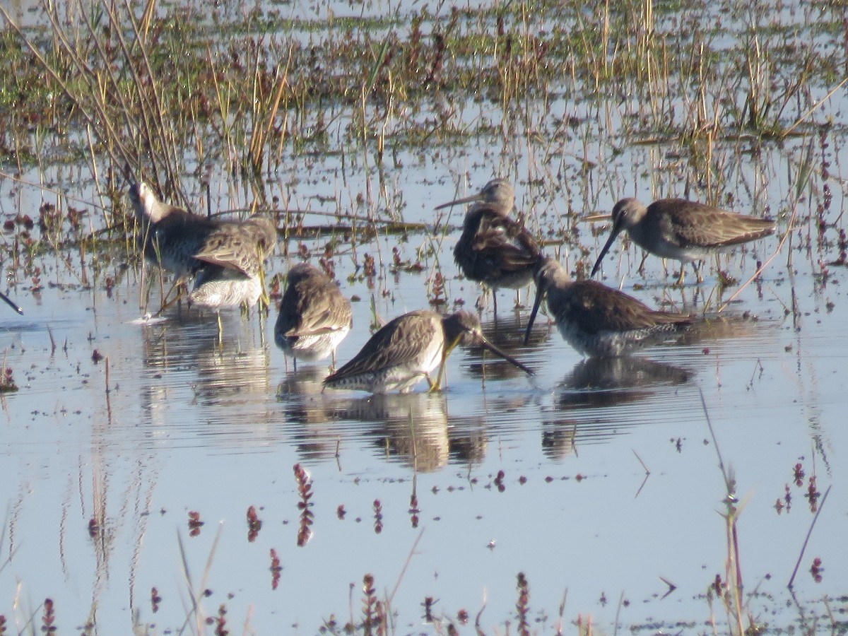 Long-billed Dowitcher - ML48953251