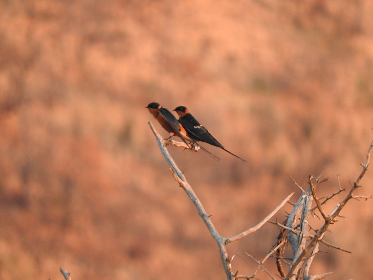 Rufous-chested Swallow - ML489535541