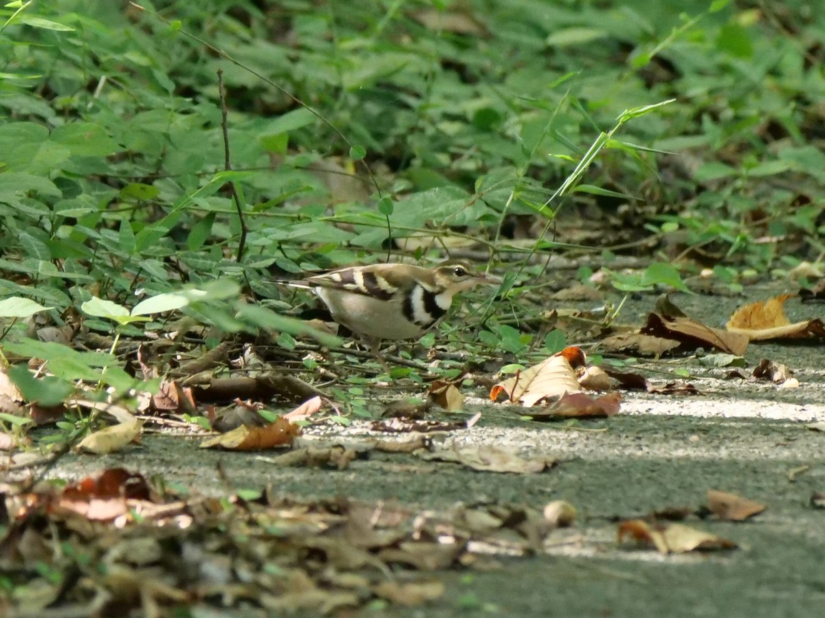 ebird-checklist-2-oct-2022-yokohama-yokohama-nature