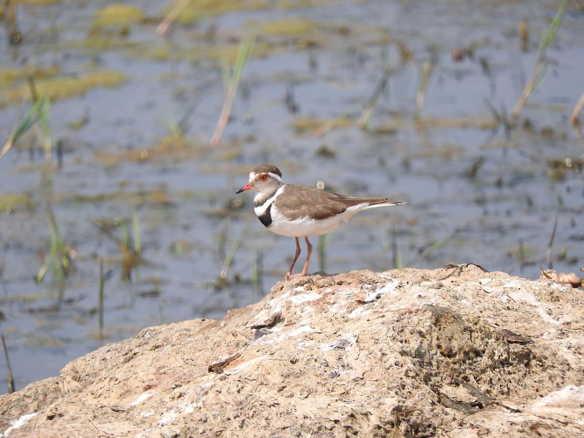 Three-banded Plover - ML489538241