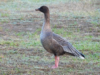 Pink-footed Goose, ML489543271