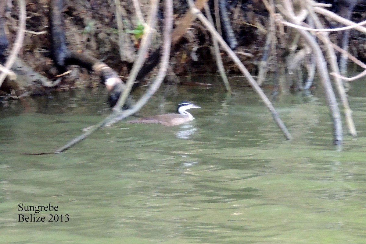 eBird Checklist - 20 Feb 2013 - Belize River to the coast. - 7 species