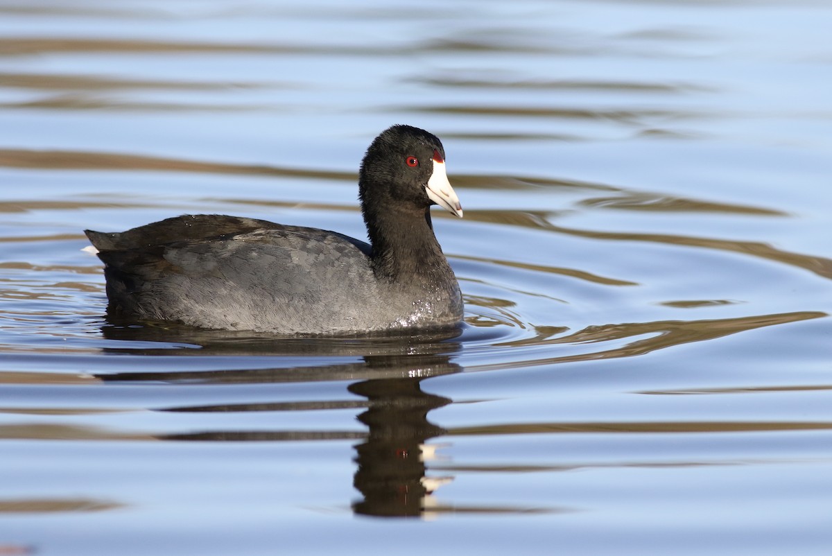 American Coot (Red-shielded) - Max McCarthy