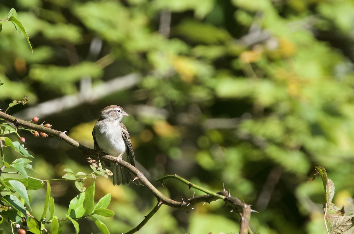 Chipping Sparrow - ML489553361
