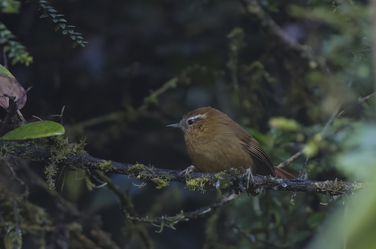 White-browed Spinetail - ML489556951