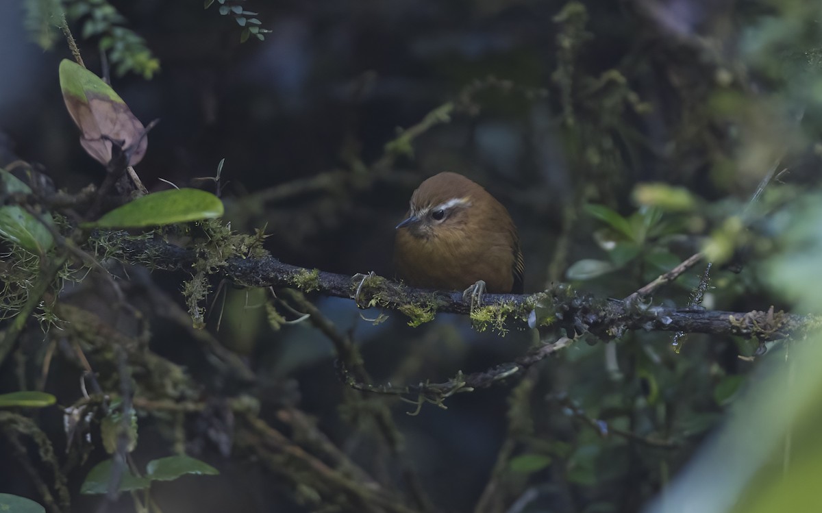 White-browed Spinetail - ML489556961