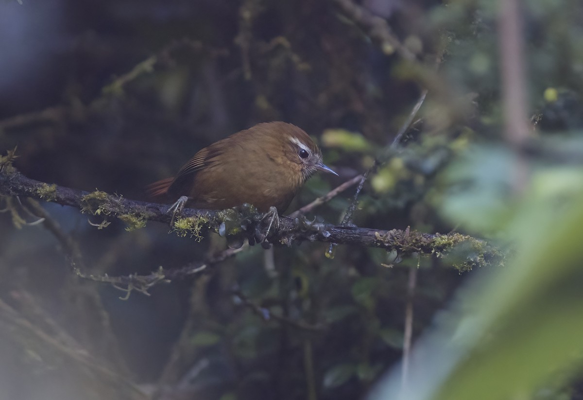 White-browed Spinetail - ML489556971