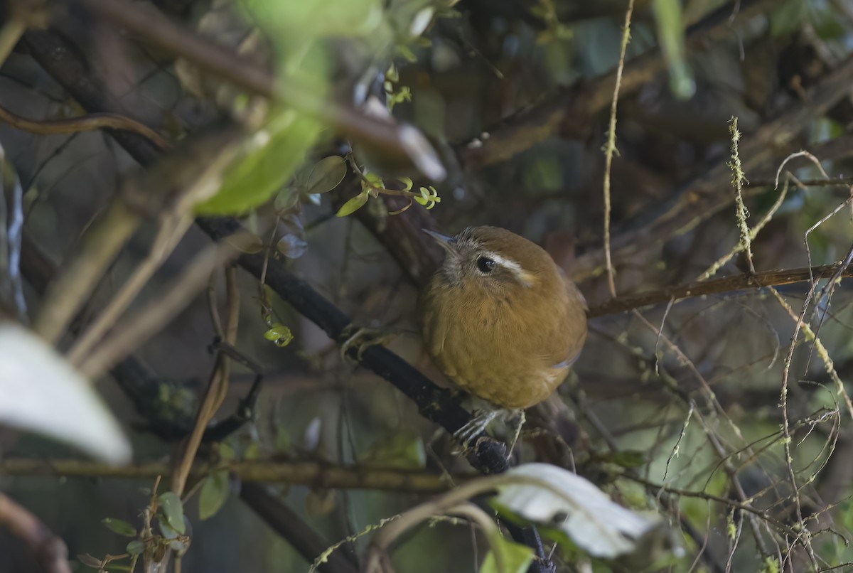 White-browed Spinetail - ML489556981