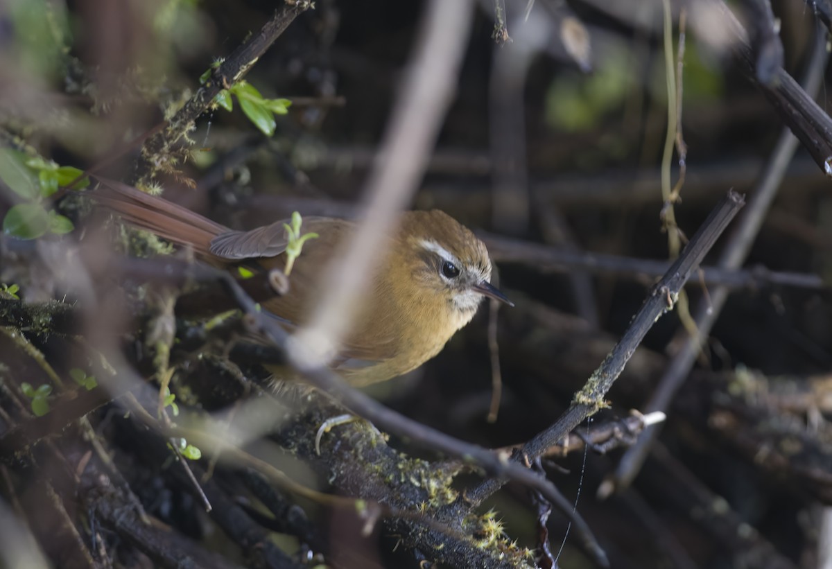 White-browed Spinetail - ML489556991