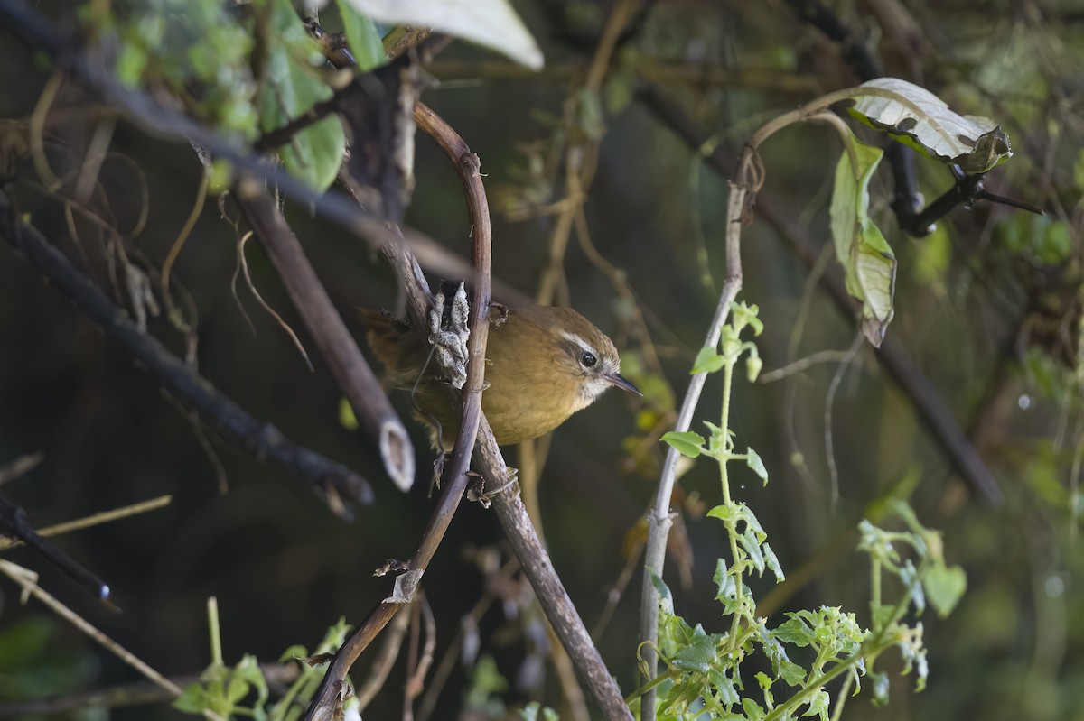 White-browed Spinetail - ML489557001