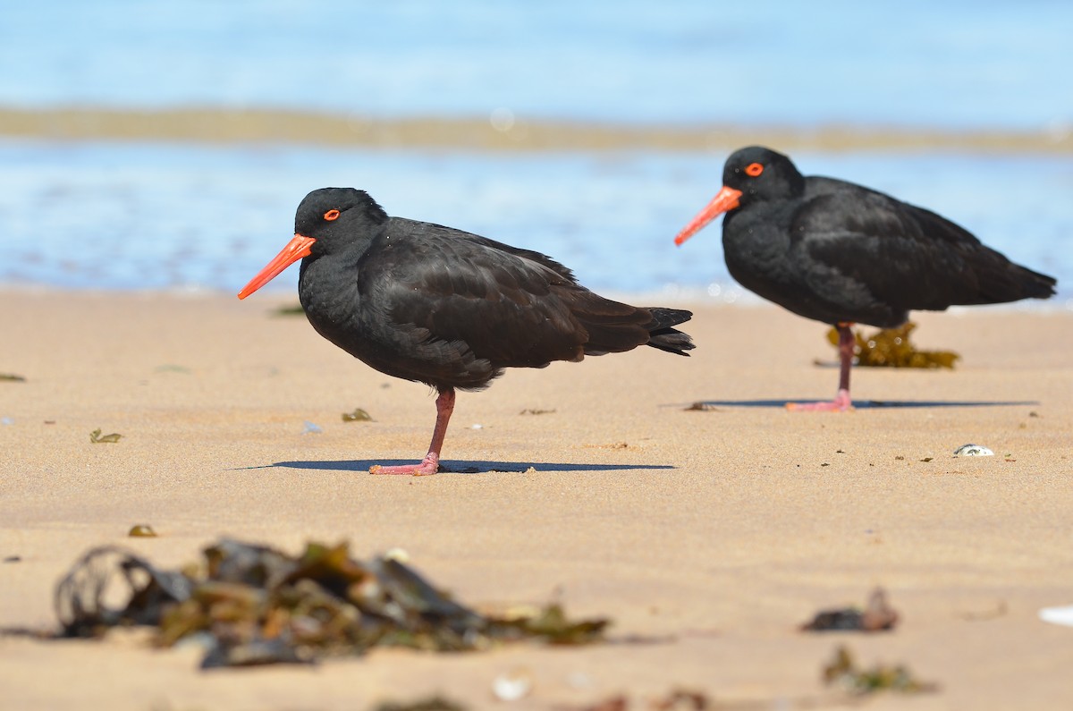Sooty Oystercatcher - Chun-Chieh Liao