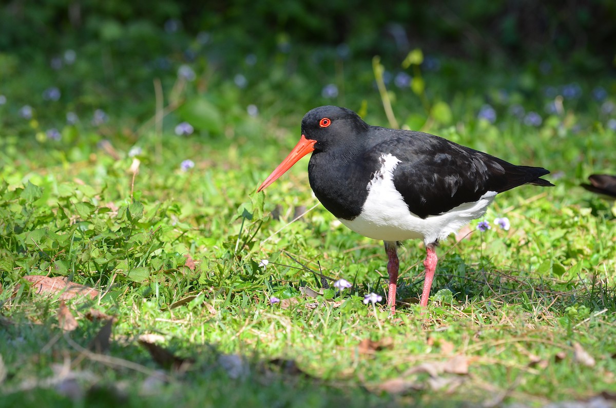 Pied Oystercatcher - Chun-Chieh Liao