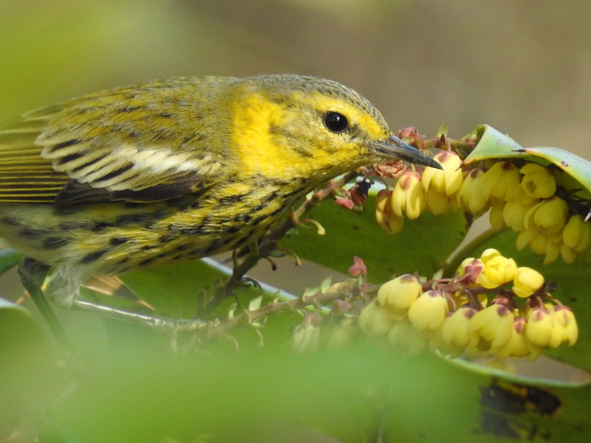 Cape May Warbler - ML48956551