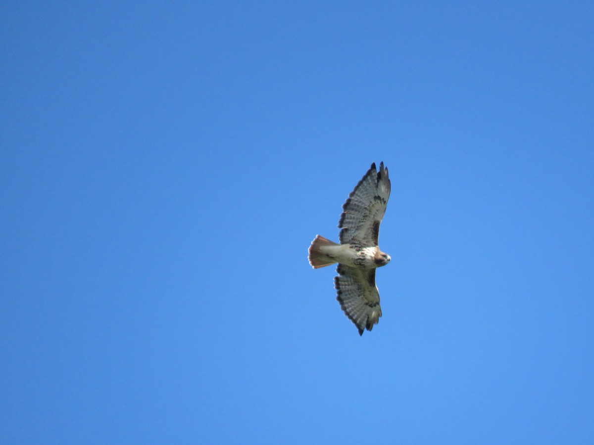 Red-tailed Hawk - ML489565901