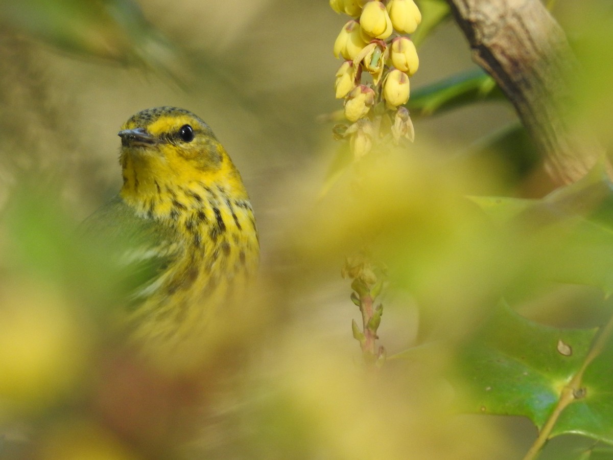 Cape May Warbler - ML48956611