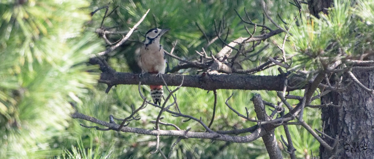 Great Spotted Woodpecker - ML489566961